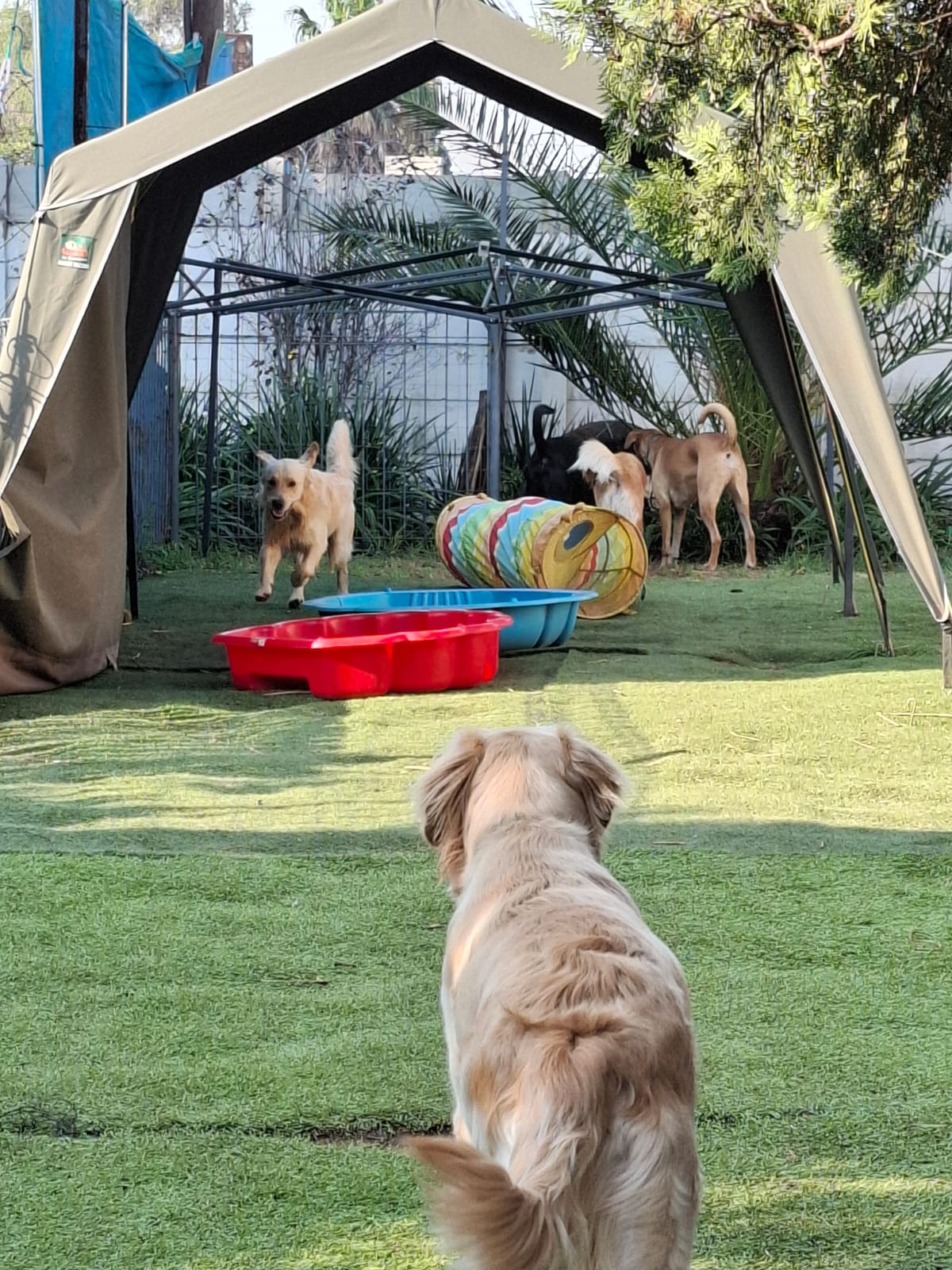Pawsome Pups in action
